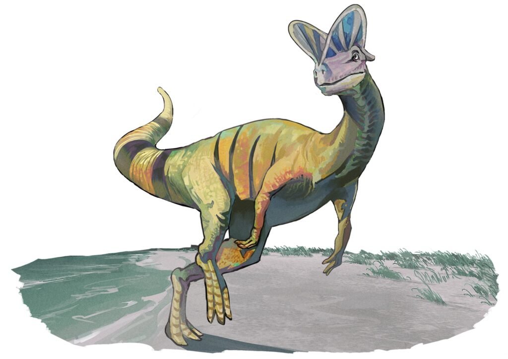 Painterly illustration of Dilophosaurus, a slender two-legged dinosaur with a pair of thin crests on its head, striding across a patch of grassy ground on a white background.